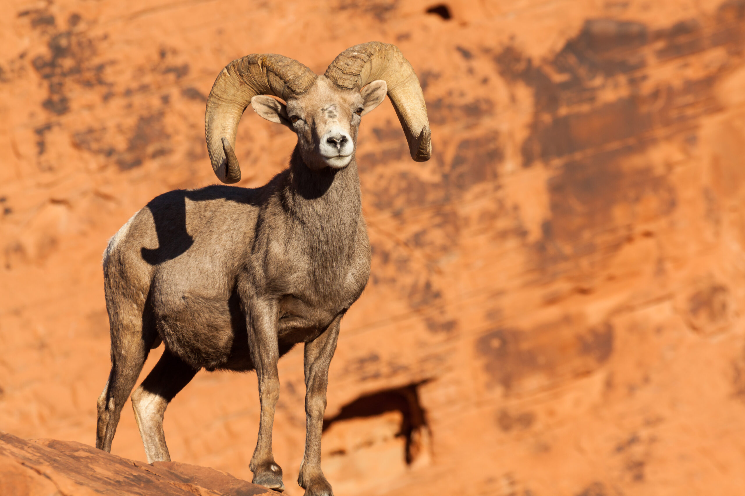 Bighorn Sheep